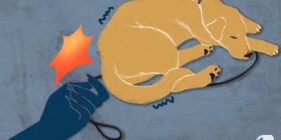 진돗개 모녀 입양, 2시간만에 개장수에 10만원에 팔아