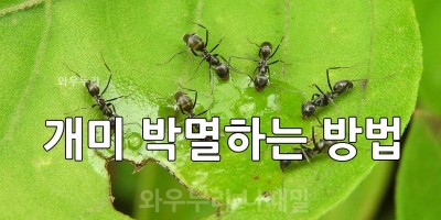화분 개미 없애기 개미 박멸